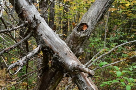 Dead tree limbs in forest